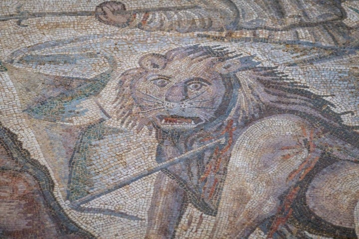 El león del Atlas extinguido con la cara tan sorprendida por su herida como un humano. 