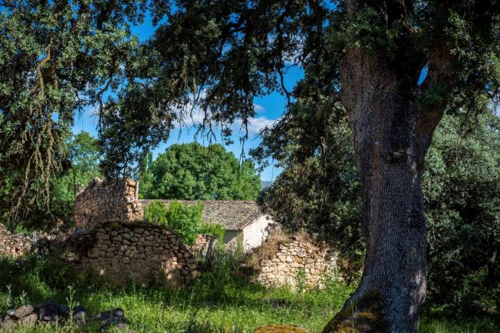 encina alameda de orejana