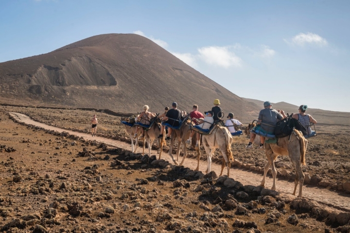 Camellos en el ascenso del volcán Calderón Hondo (Fuerteventura).
