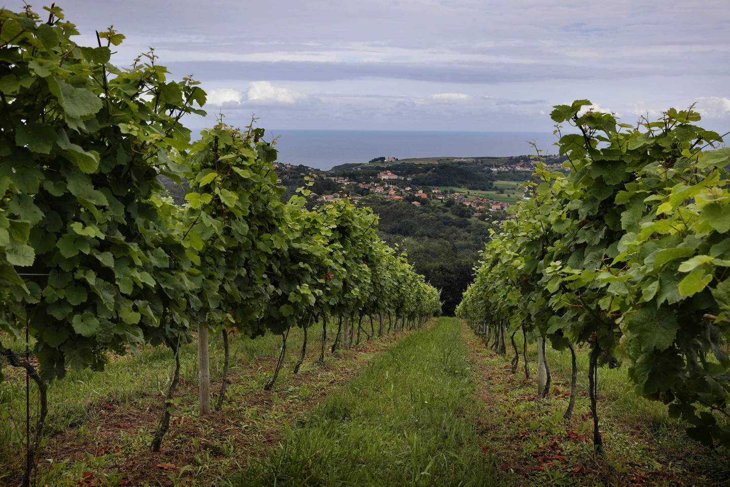 Bodegas Miradorio