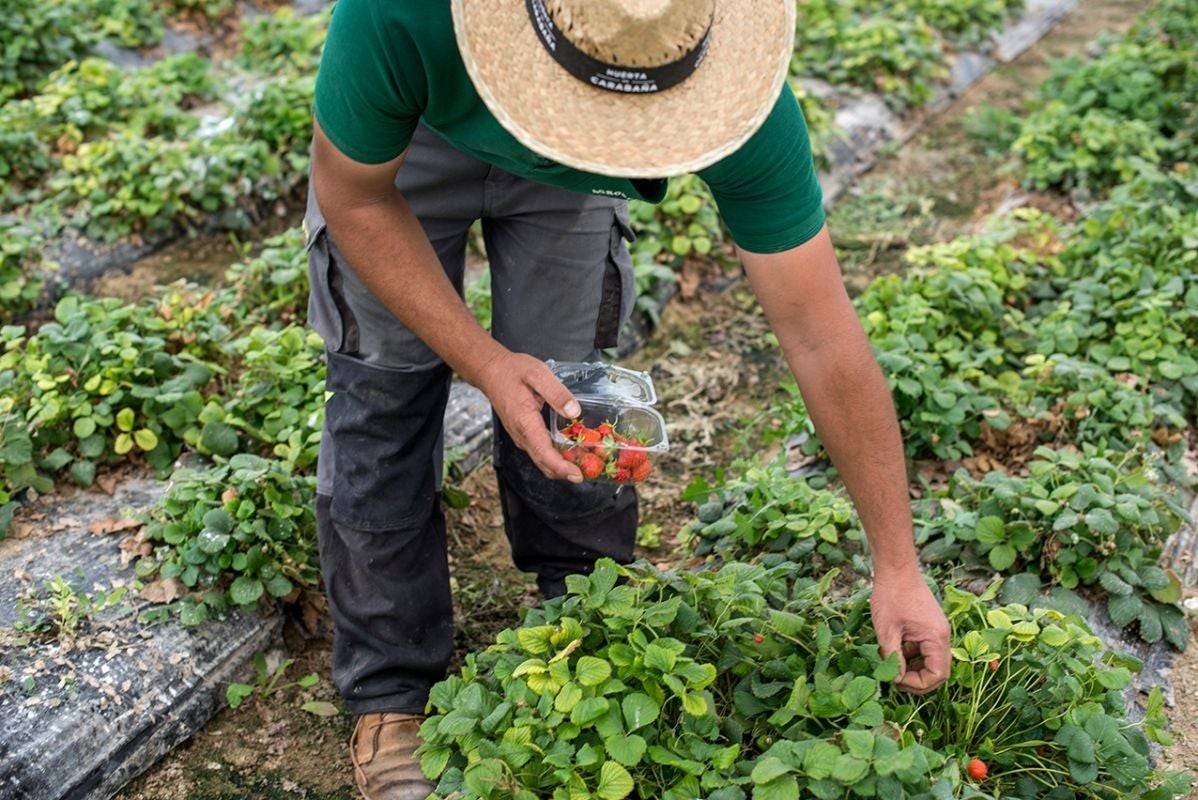 Huerta de Carabaña