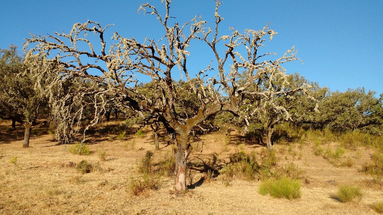 Palomero
