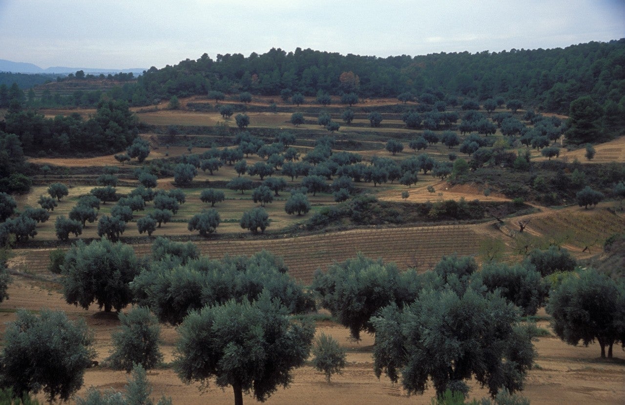 Lledó