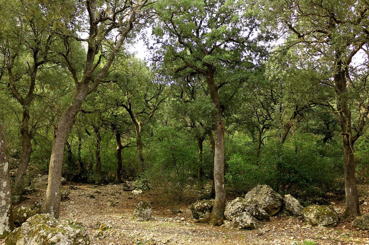 Benifallim