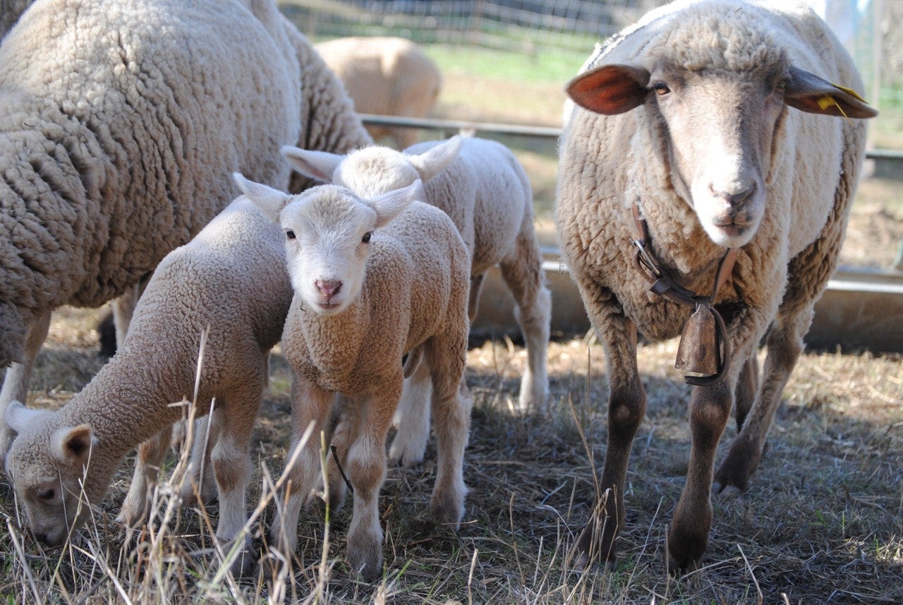 Villaquirán de la Puebla