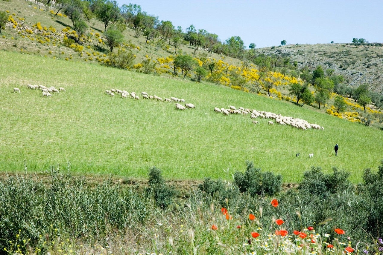 Montejícar