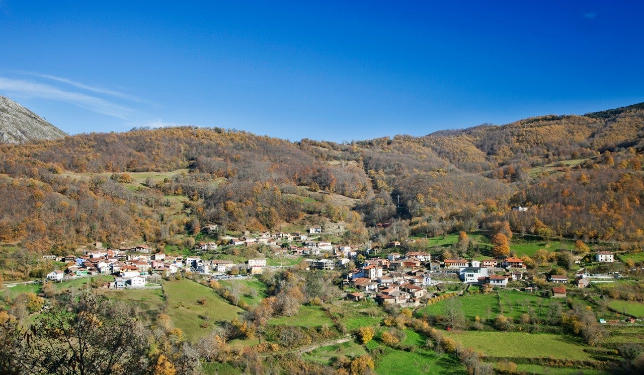 Ponga