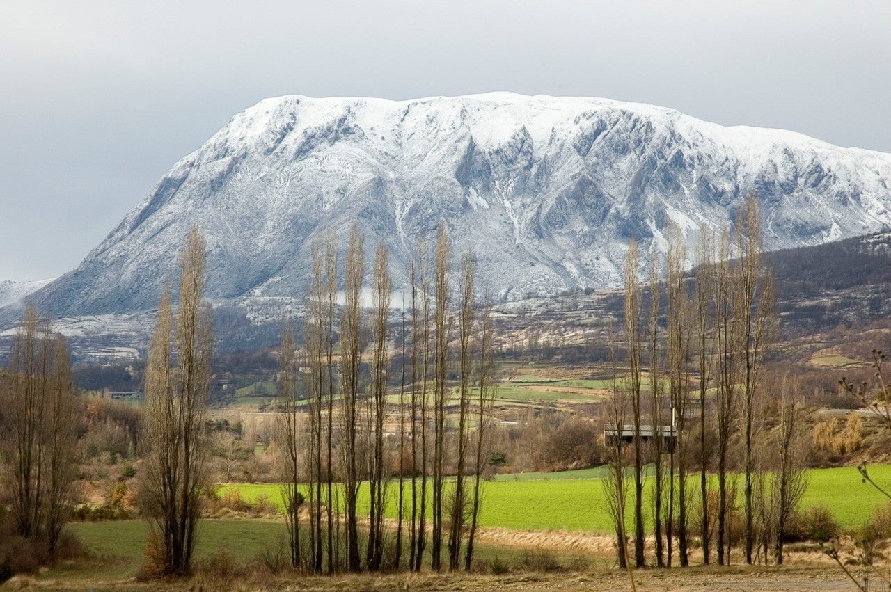 Campo