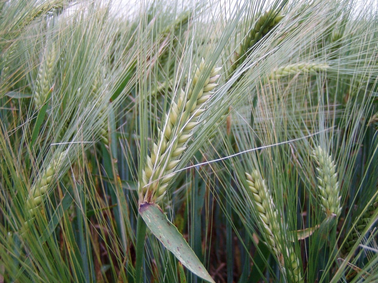 Cabezas del Pozo