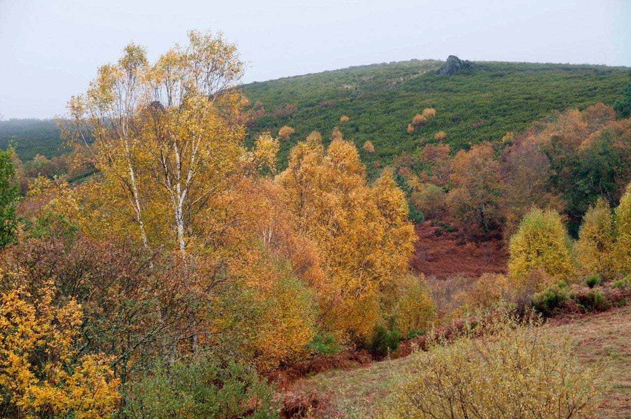 Montederramo