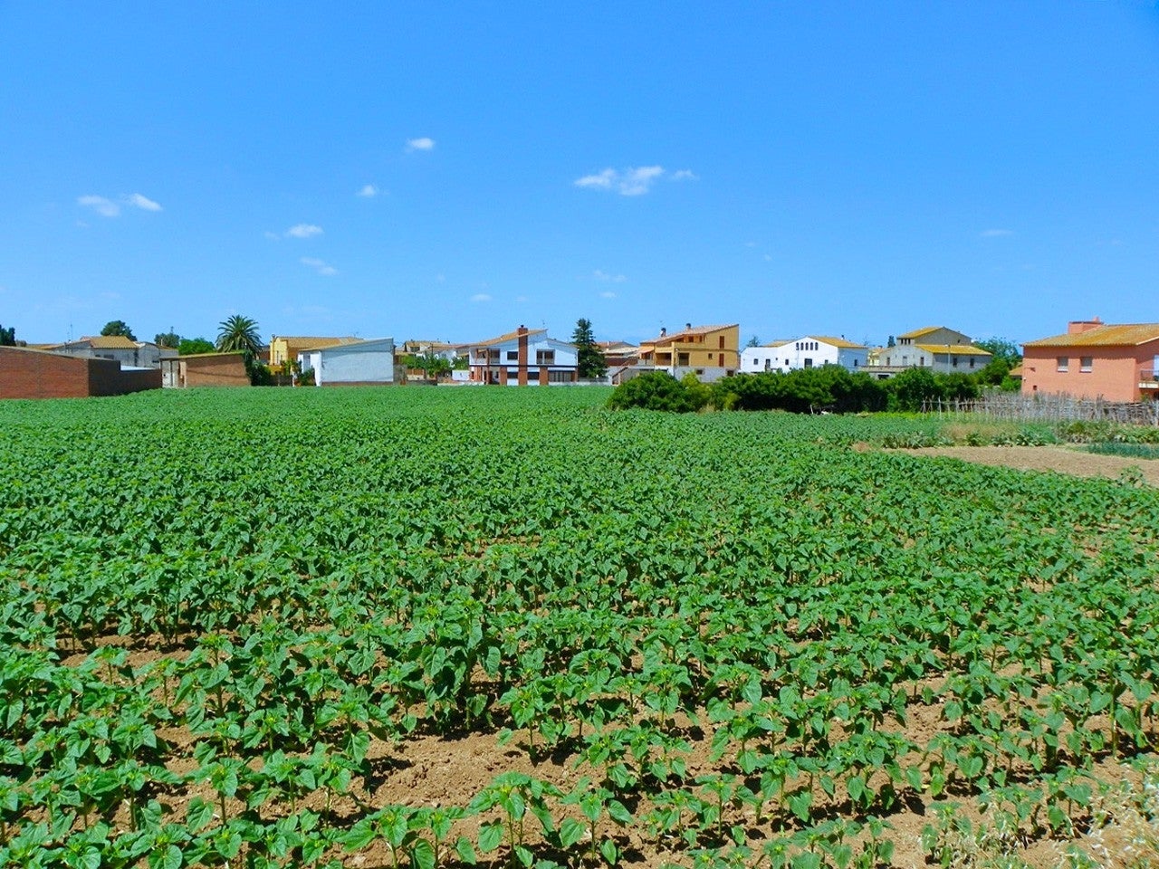 Vilamacolum