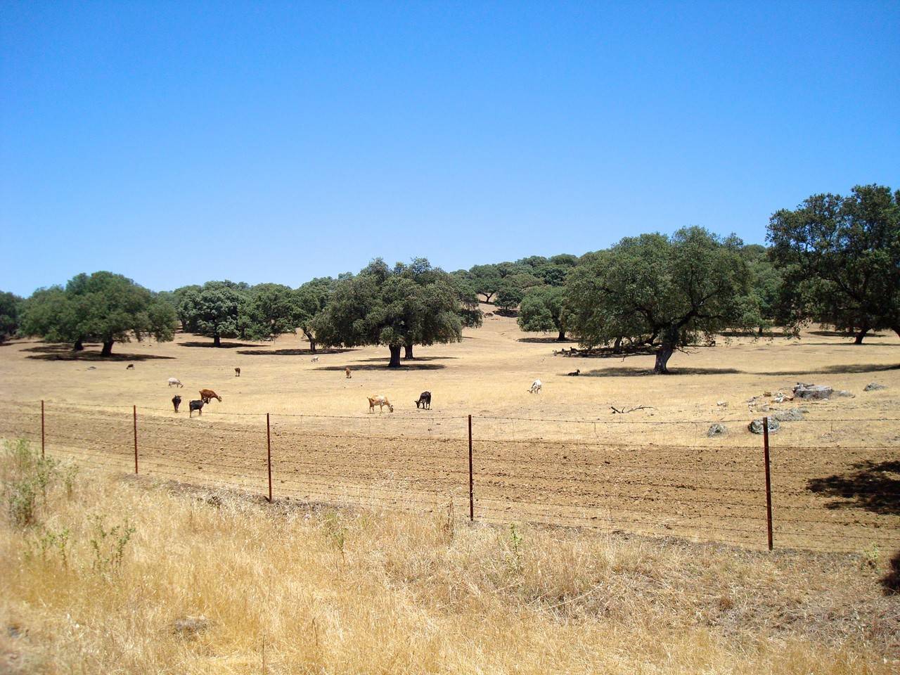 Castilblanco de los Arroyos