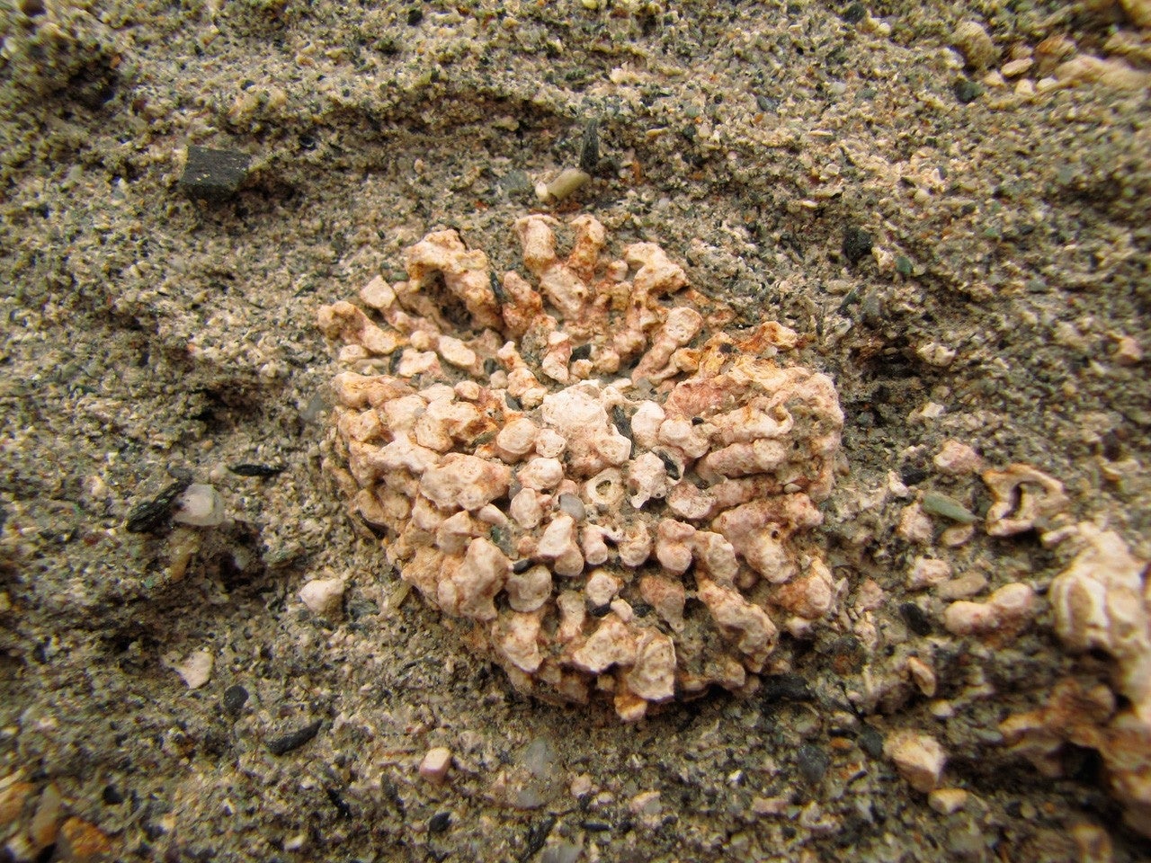 Armuña de Almanzora