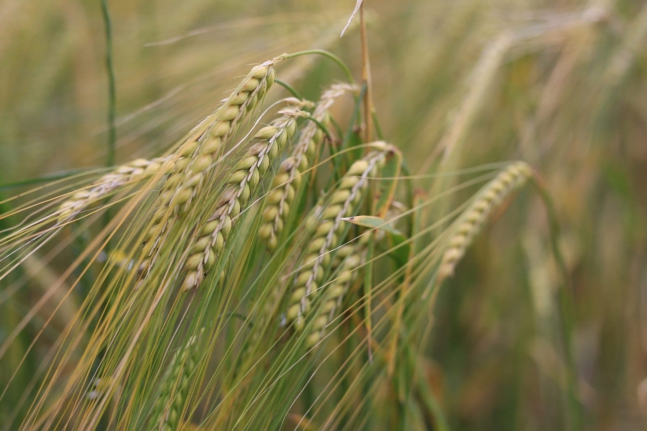 Piedrahita de Castro