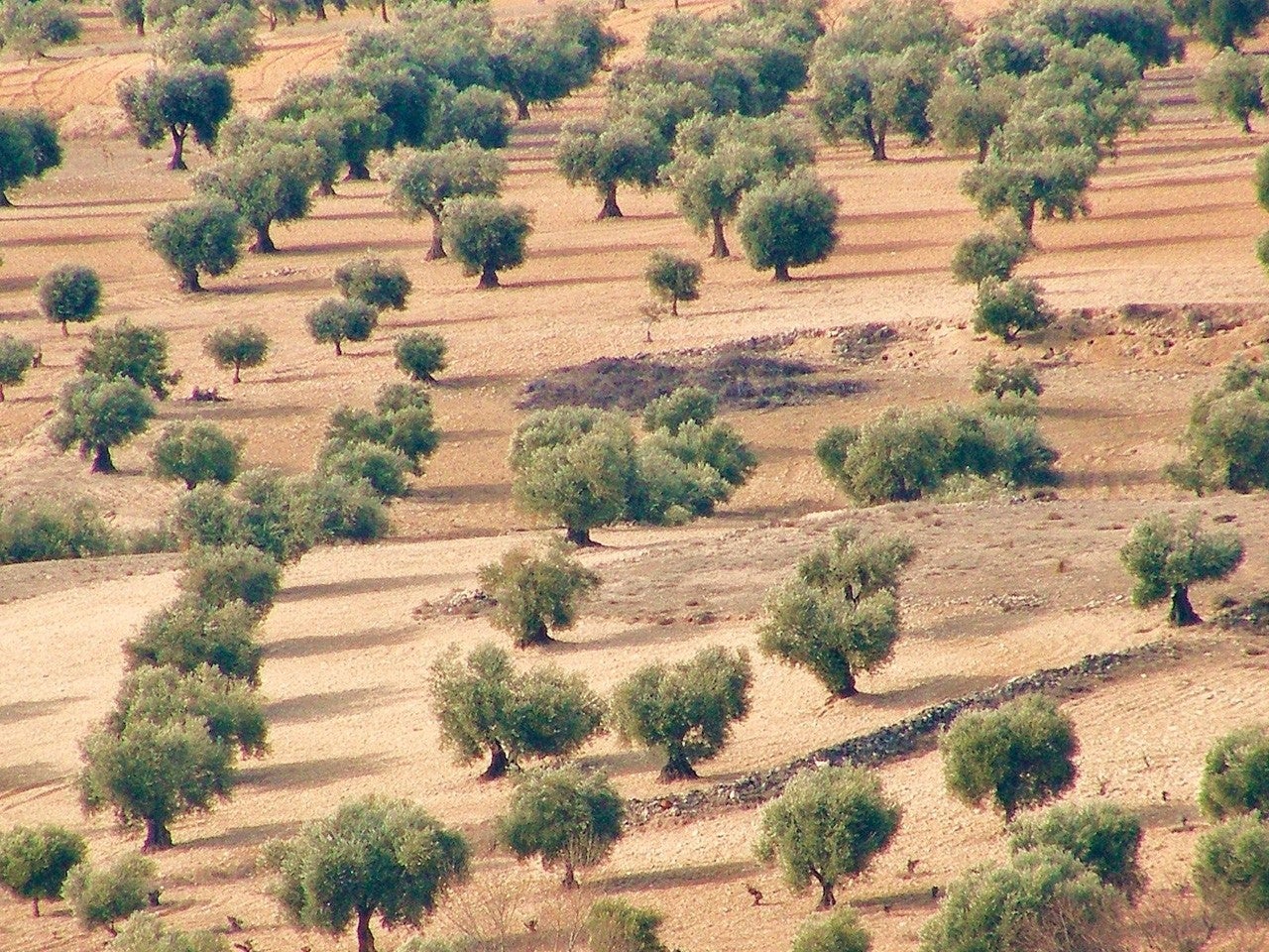 Almedina