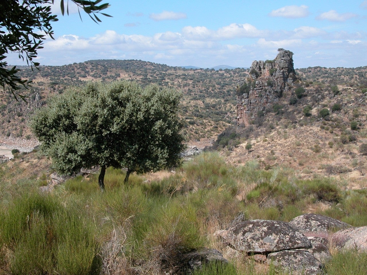 Berrocalejo