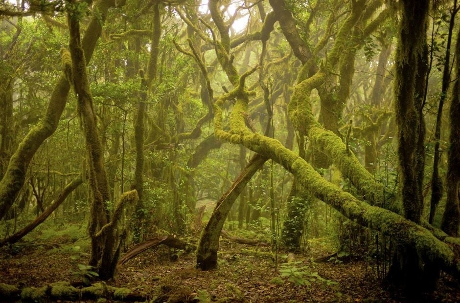 Agulo