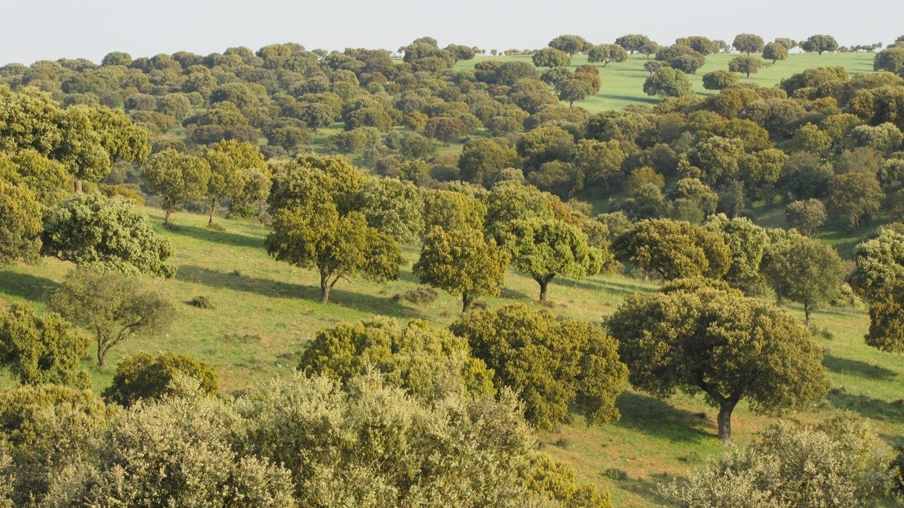 Pelayos