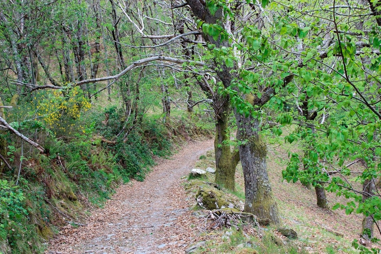 Castillonuevo