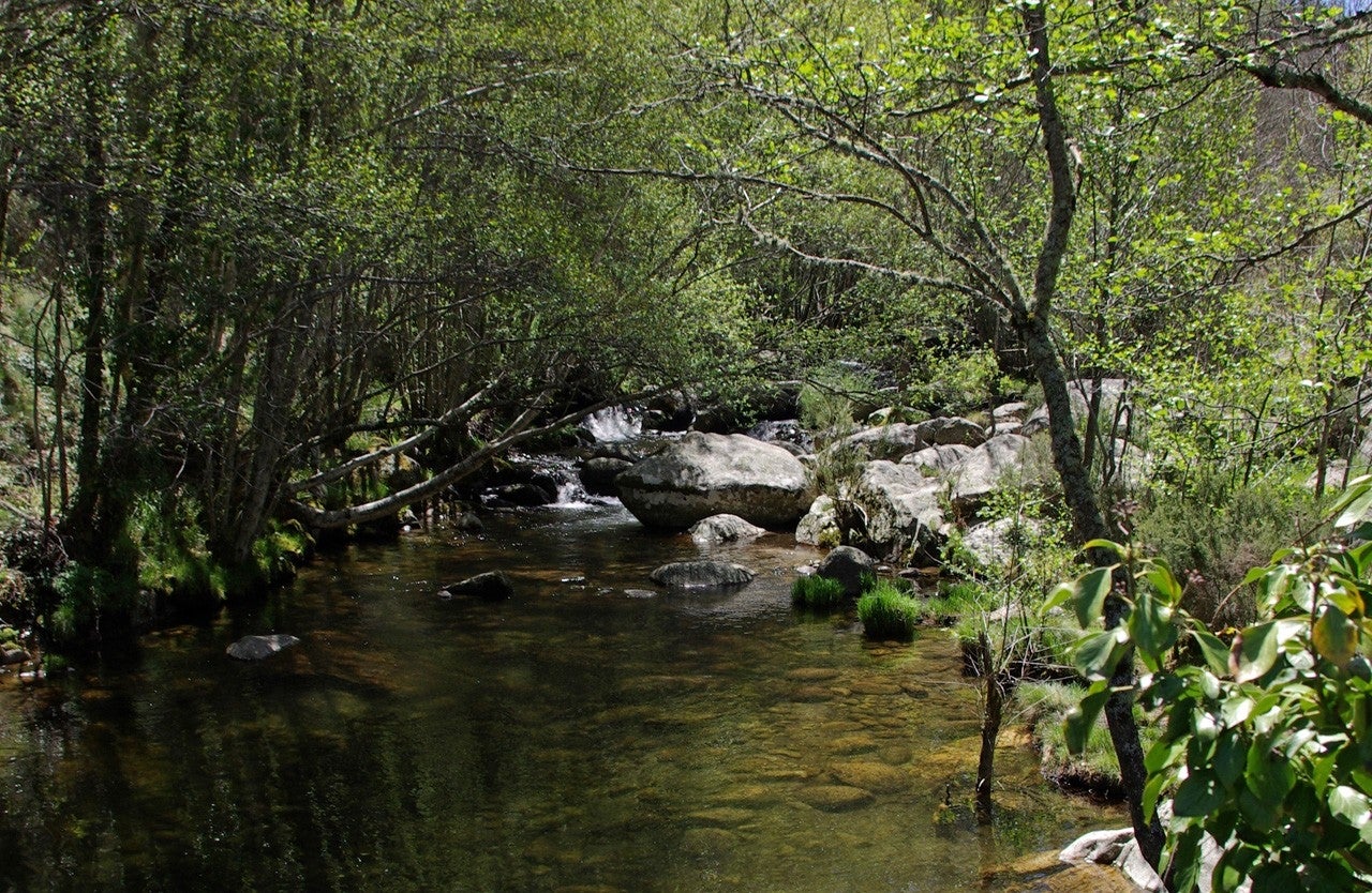 Peromingo