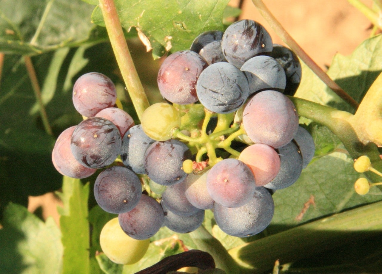 Pinilla de Toro