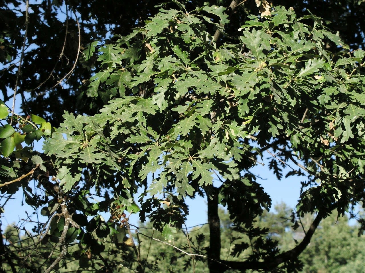 Otero de Bodas