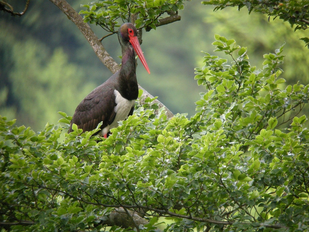Robliza de Cojos