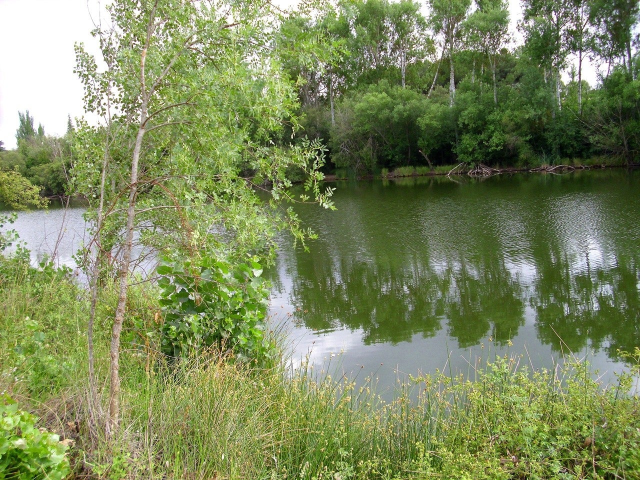 Piedrabuena