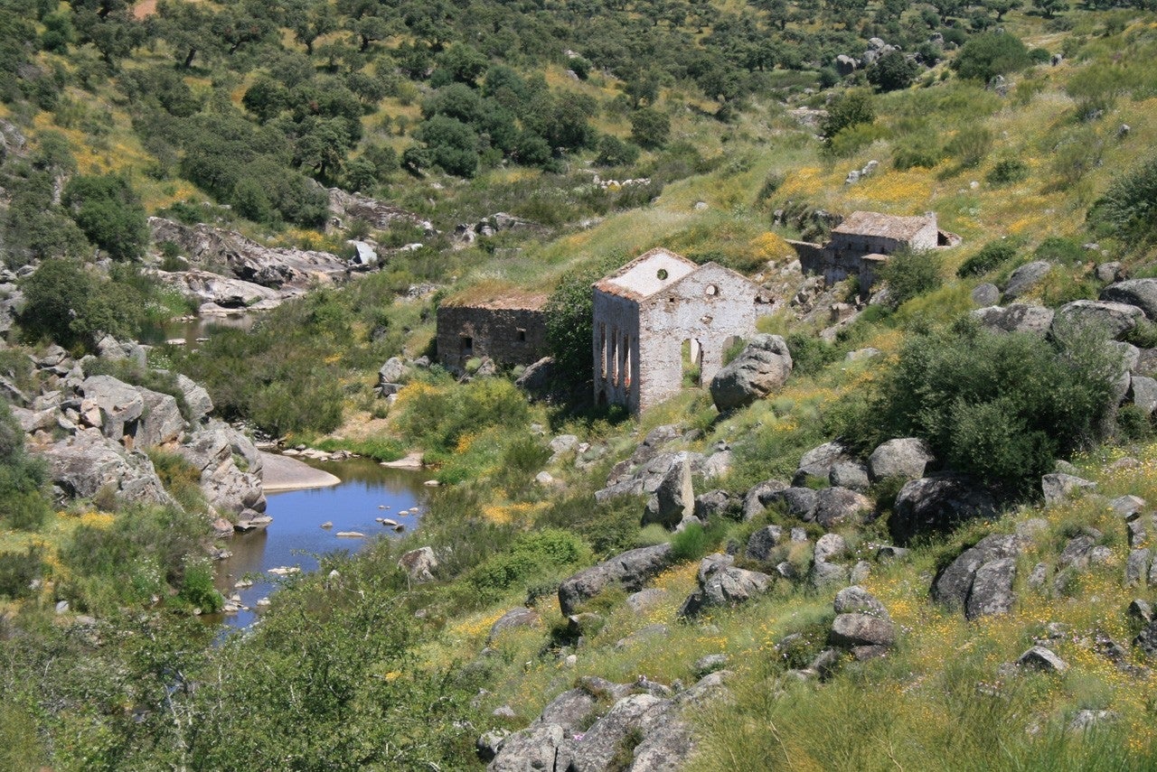 Higuera de Vargas