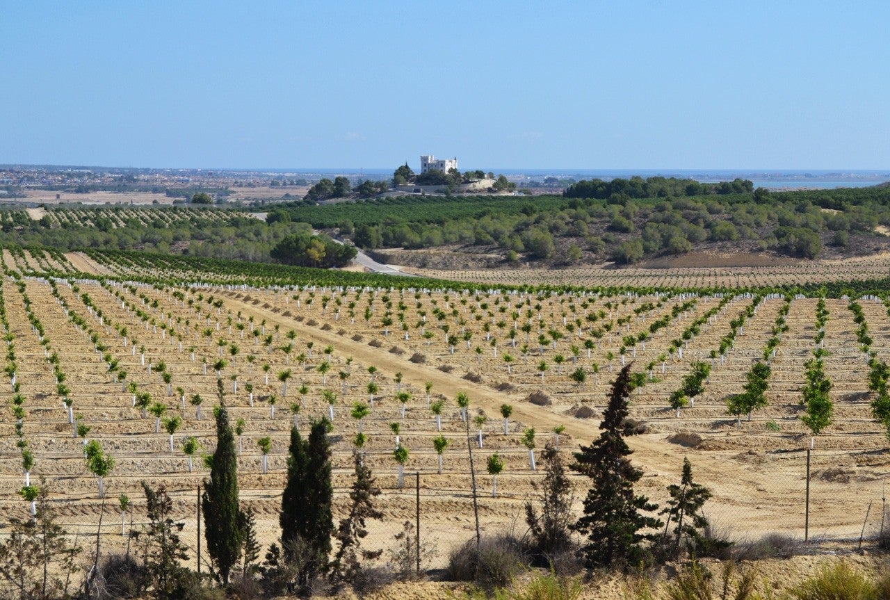 Algorfa