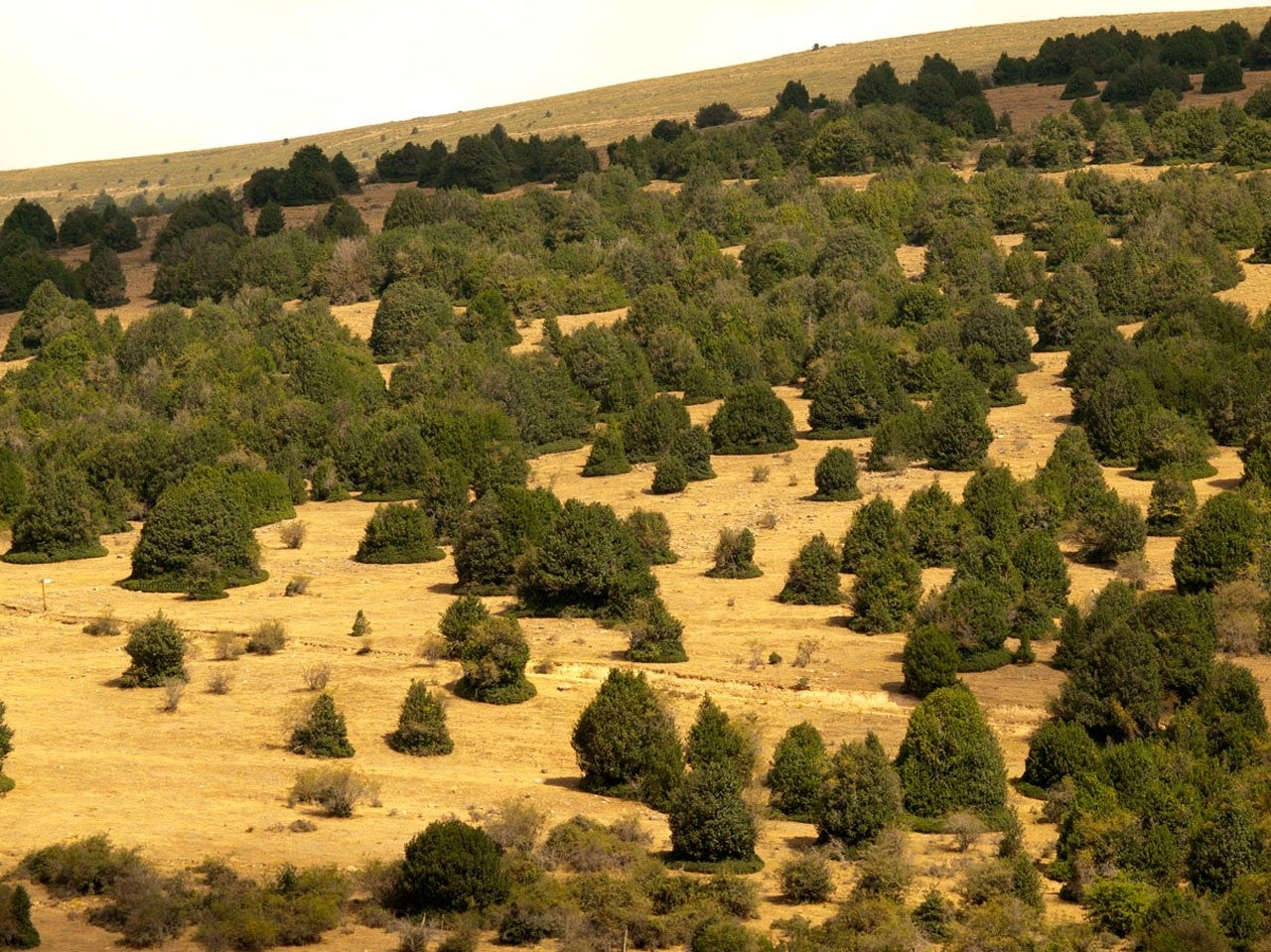 Arévalo de la Sierra