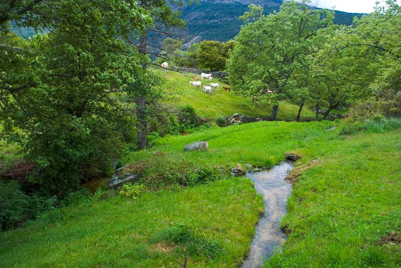 Navalonguilla